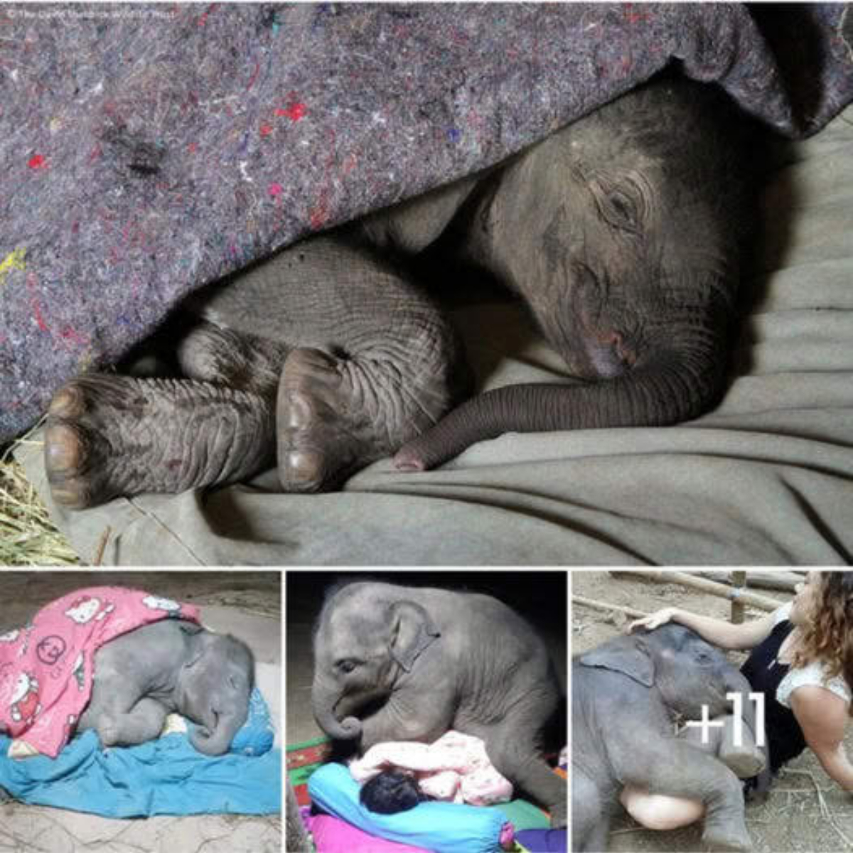 So Heartwarming Sight: Adorable Twin Baby Elephants Delightfully Playing at an Elephant Orphanage