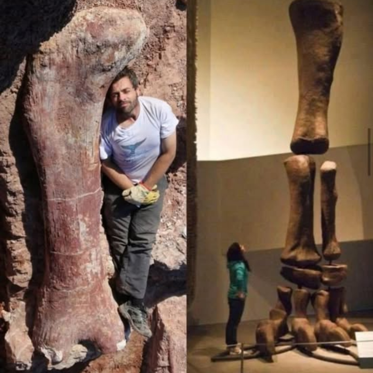 HomeArchaeologyEarth’s Giant Dinosaur Under the Argentine Desert: Ancient Lord or Warning from the Past? .bongbenh Earth’s Giant Dinosaur Under the Argentine Desert: Ancient Lord or Warning from the Past?