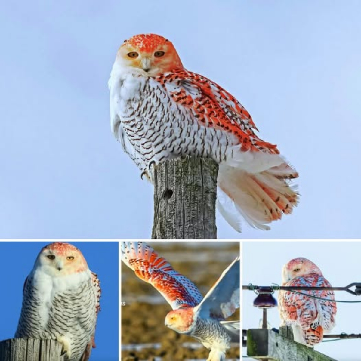 Worth the wait! Woman waited 3 days and 3 nights to photograph unique and extremely rare orange snowy owl that has scientists baffled