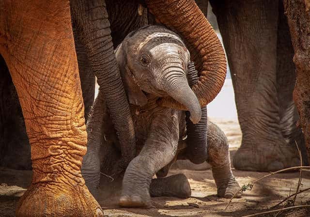 Lenana’s Journey: Captivating ѕаɡа of Maternal Love and Transformation Amidst the Wilderness