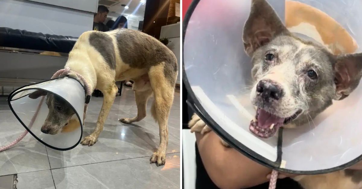 Después de 15 años en sombra, el perrito cerró los ojos y sonrió al sentir, por primera vez, la tibia caricia del sol.