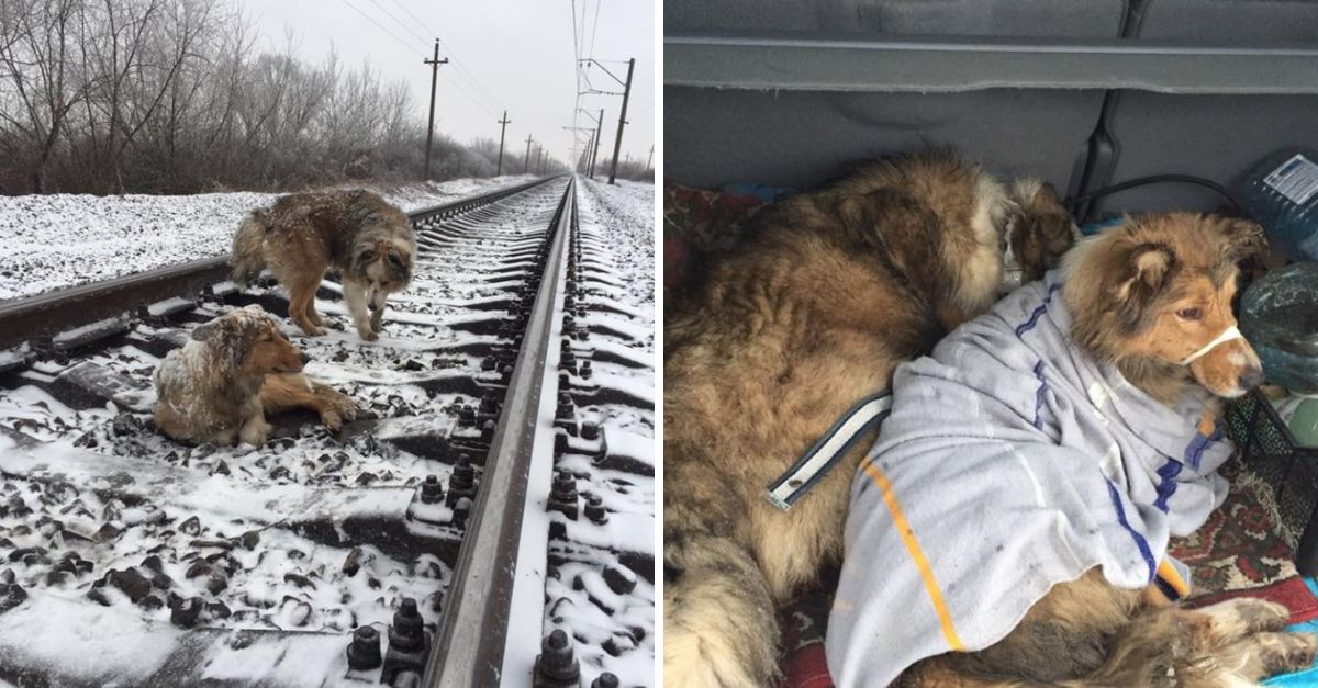In a heartbreaking act of loyalty, the dog lay beside his injured friend, refusing to move—even as a train thundered past them both.
