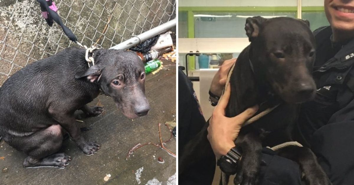 Con el corazón en un puño, el policía abrazó al pitbull rescatado, sabiendo que su decisión sería la línea entre vida y olvido.