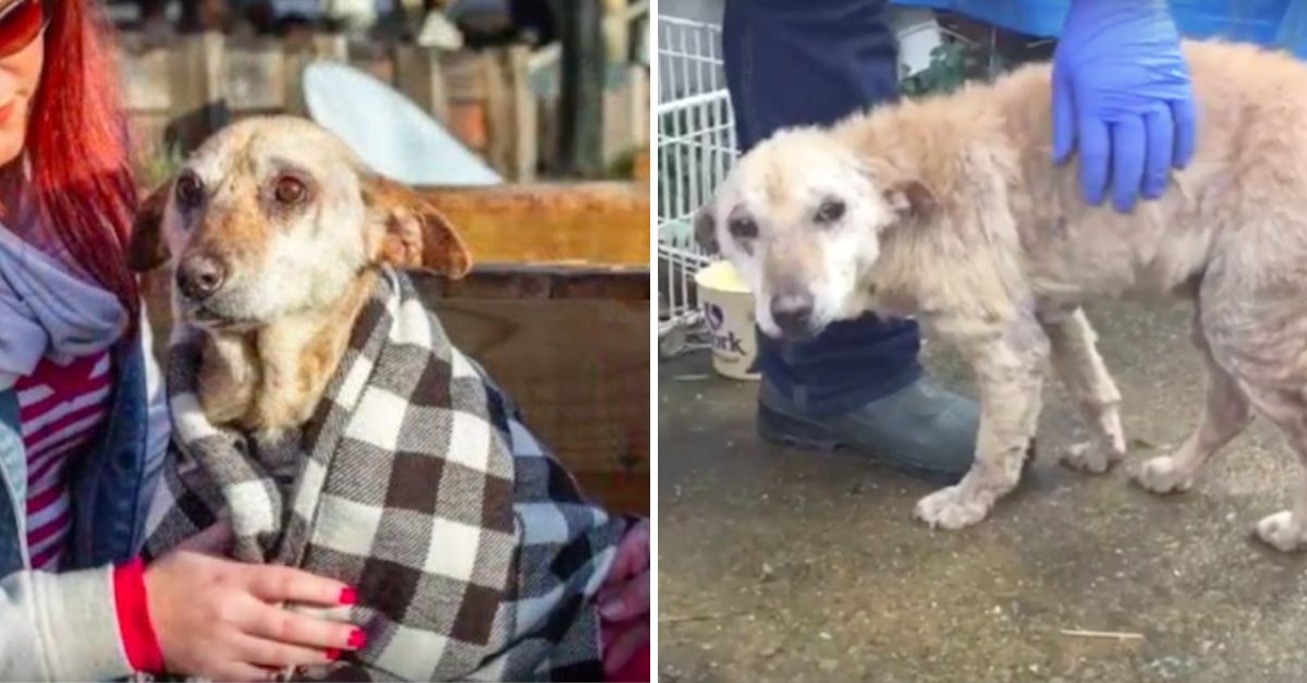 The vet, moved by his gentle eyes, refused the death order—giving the abandoned dog a second chance at joy and love.