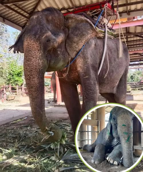 Elephant freed after more than 80 years in shackles.