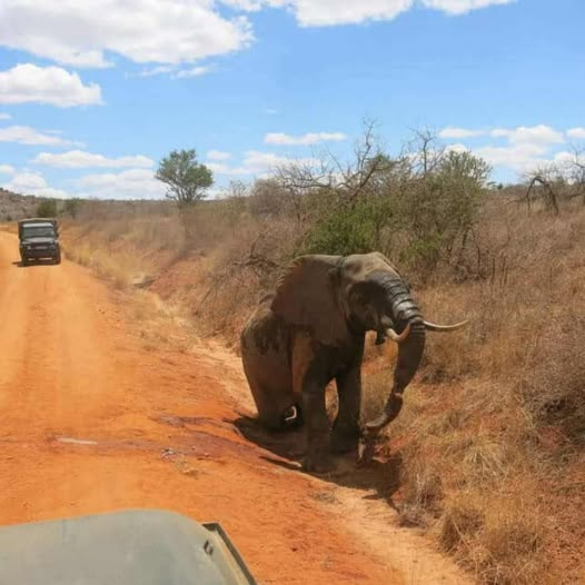 Remarkable Rescue: DSWT Team Saves Injured Elephant