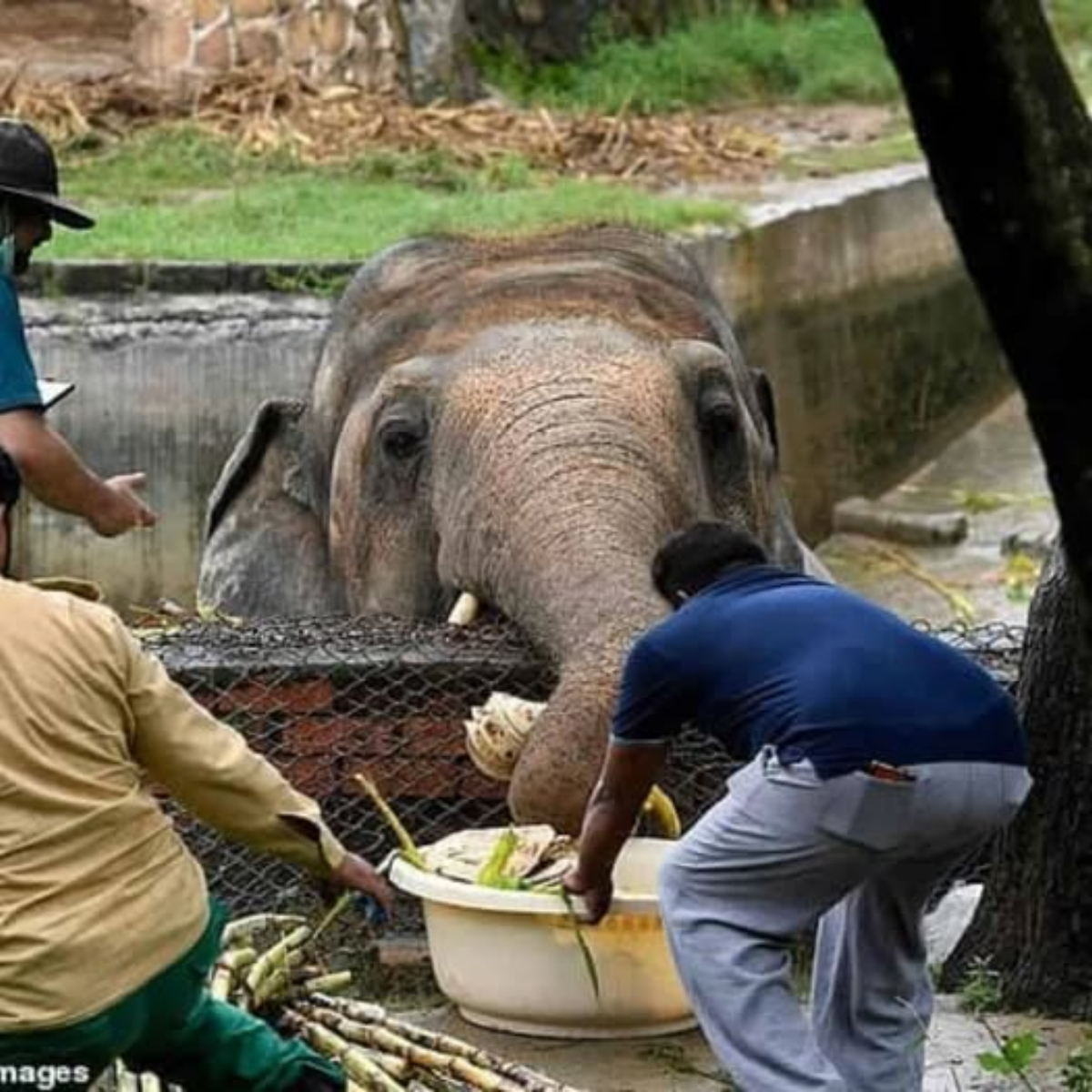 Kaavan the Elephant: A Journey from Solitude to Freedom