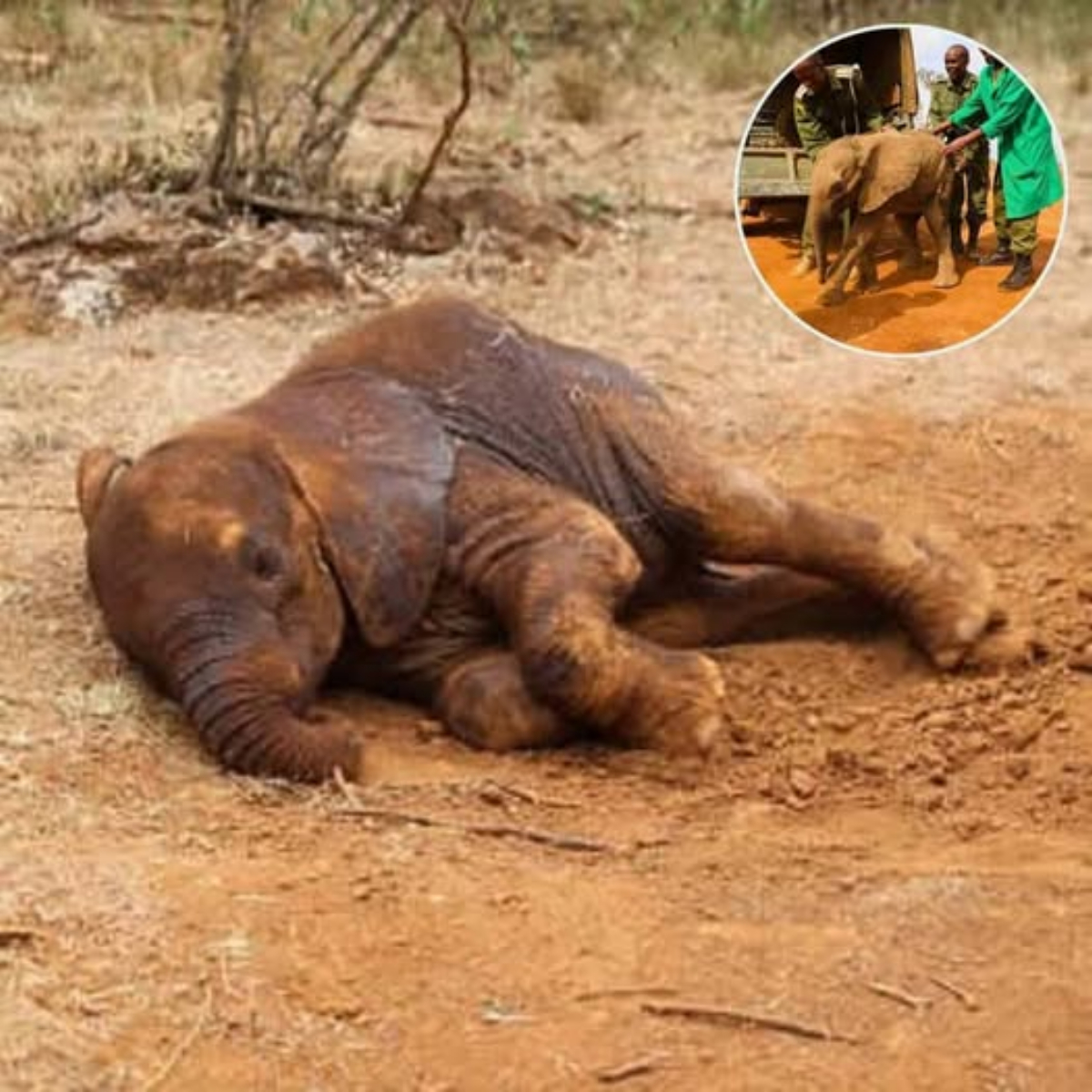 [Video] Esampu’s Journey: A Story of Rescue, Care, and a Bright Future