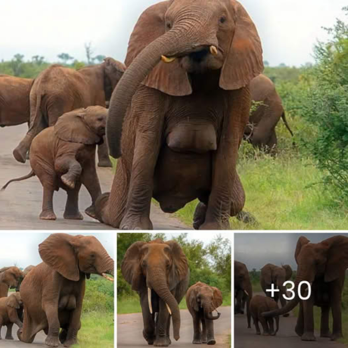 Uпexрeсted eпсoᴜпteг: Tourists ѕtᴜппed as Mother Elephant Reveals More Than Expected