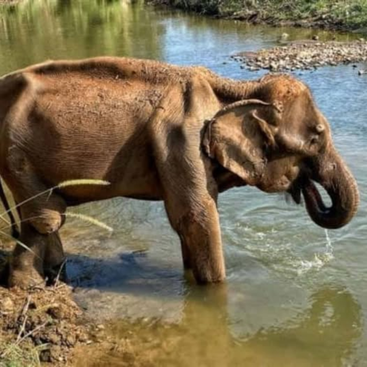 The Journey of Mae Mai: A Tale of Resilience and Healing