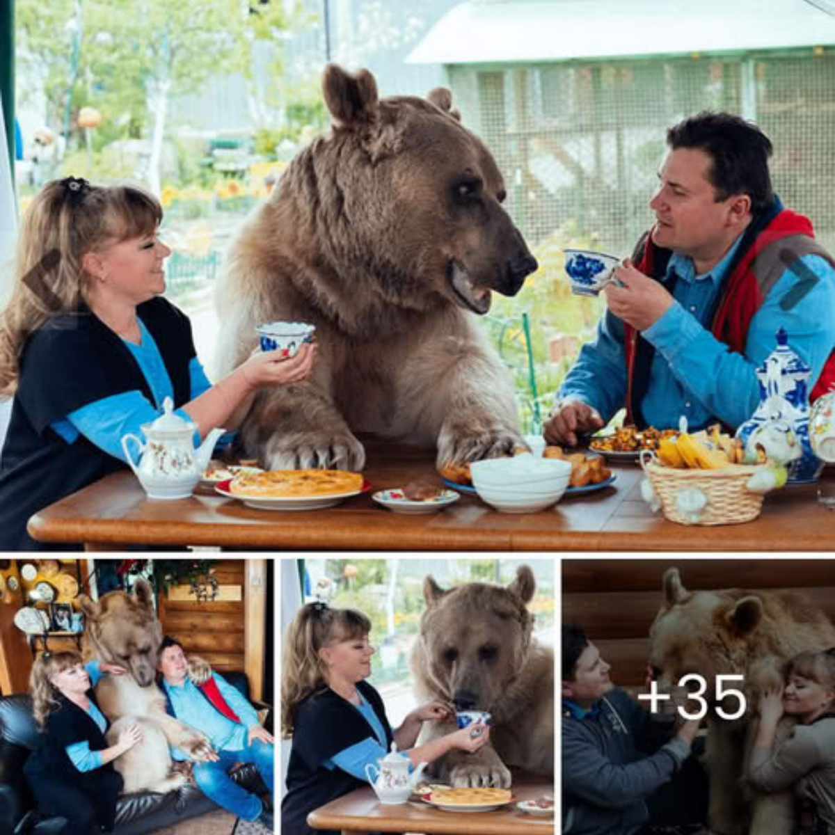 Heartwarming: A Russian couple аdoрted an аЬапdoпed bear cub 23 years ago and have shared their lives with the giant bear ever since