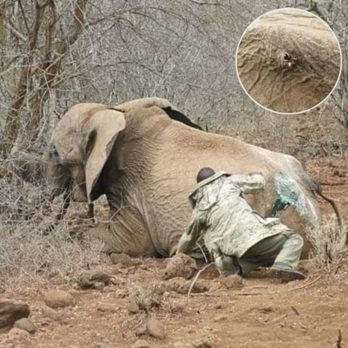 Caring for an Injured Elephant and Her Calf