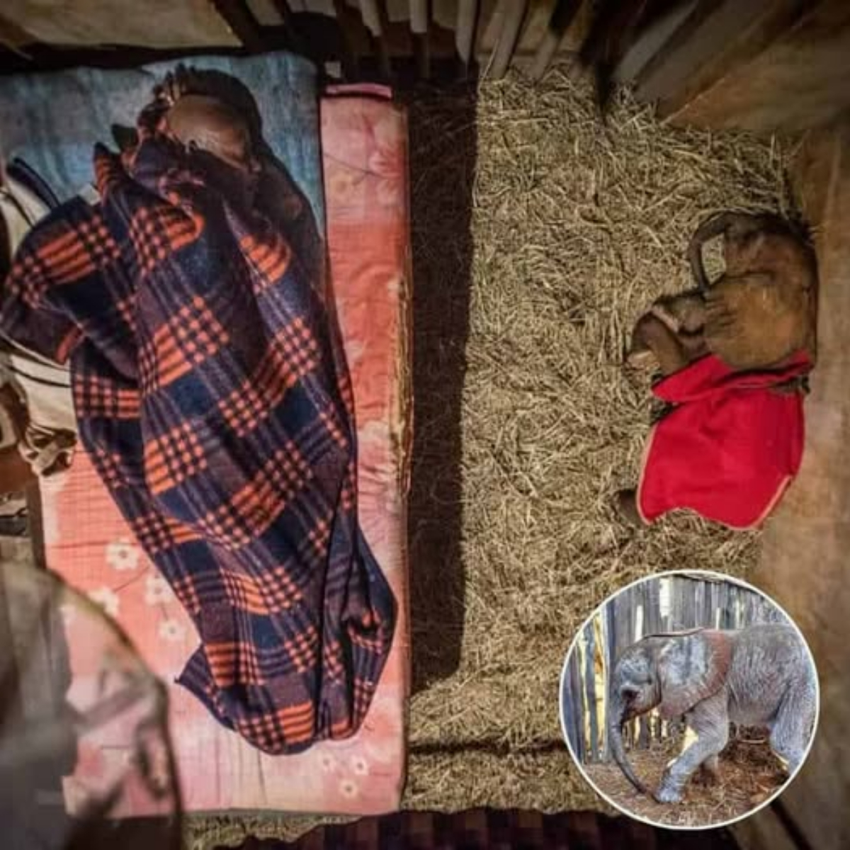 The Inspiring Journey of Doldol: An Orphaned Elephant’s Triumph