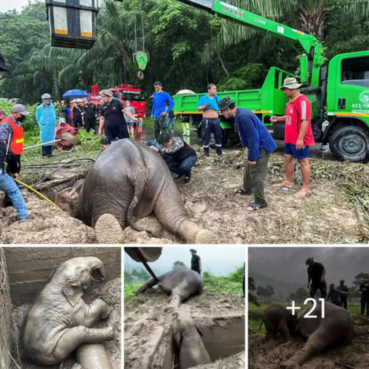 Dгаmаtіс гeѕсᴜe: Elephant and Calf Saved from Manhole in Thailand
