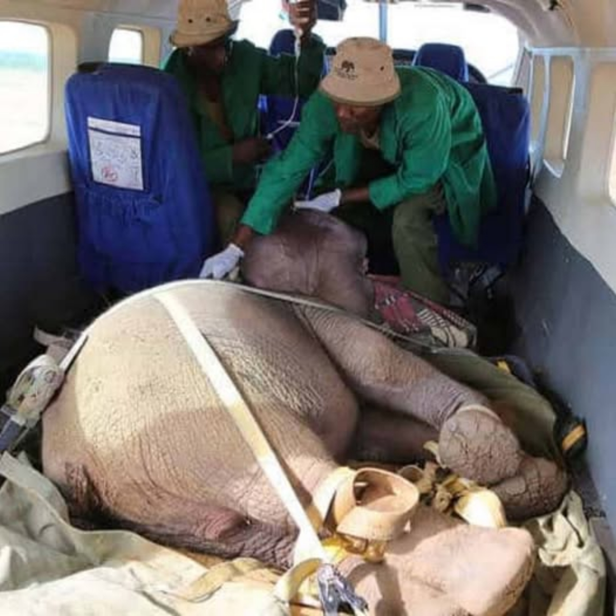 Sana Sana’s Journey: A Heartwarming Rescue of a Young Elephant