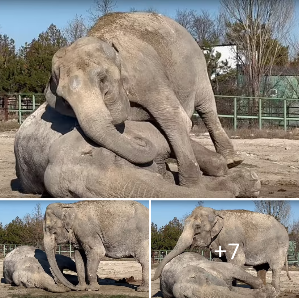 Unprecedented Support: World Unites to Provide Essential Milk for to Nourish Emaciated Three-Month-Old Elephant