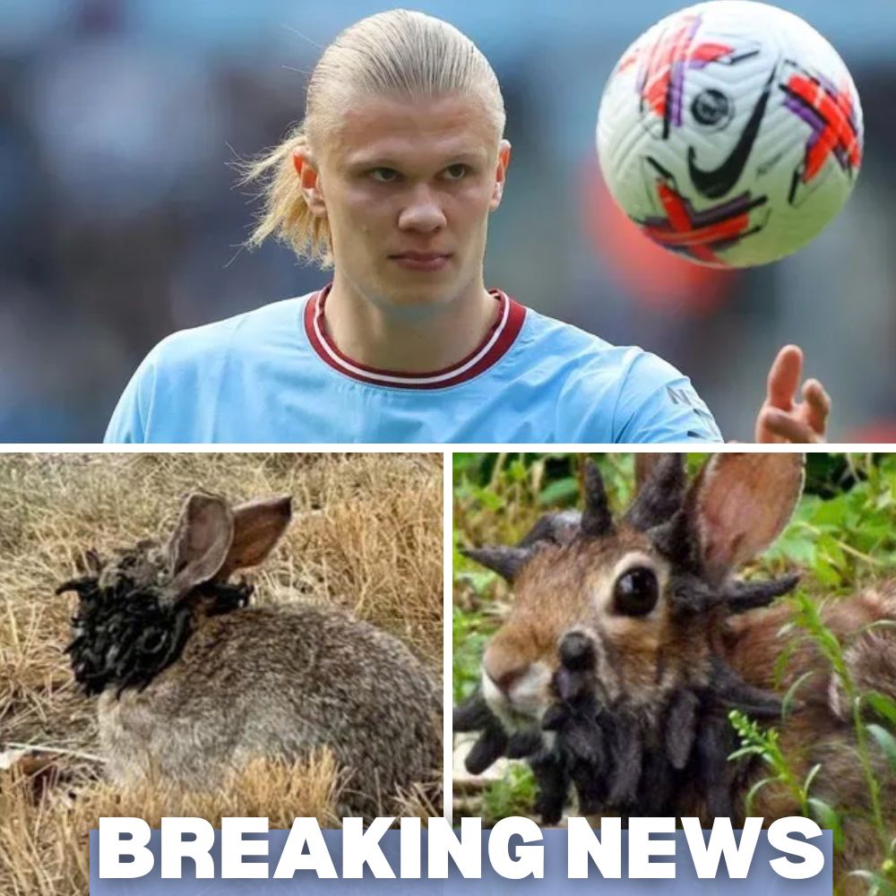 VENOMOUS MYSTERY: Erling Haaland in Critical Condition After Being Bitten by a Bizarre Creature – Was This an Accident or a Sinister Plot?.A