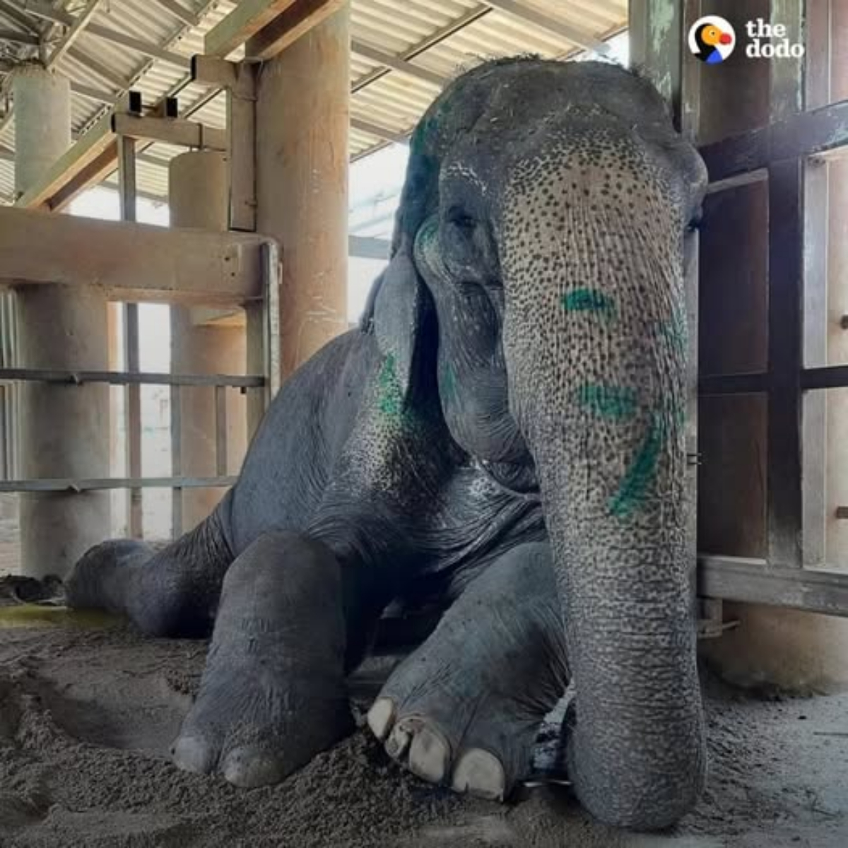 Rescued Elephant Can Finally Lay Down For The First Time In 80 Years