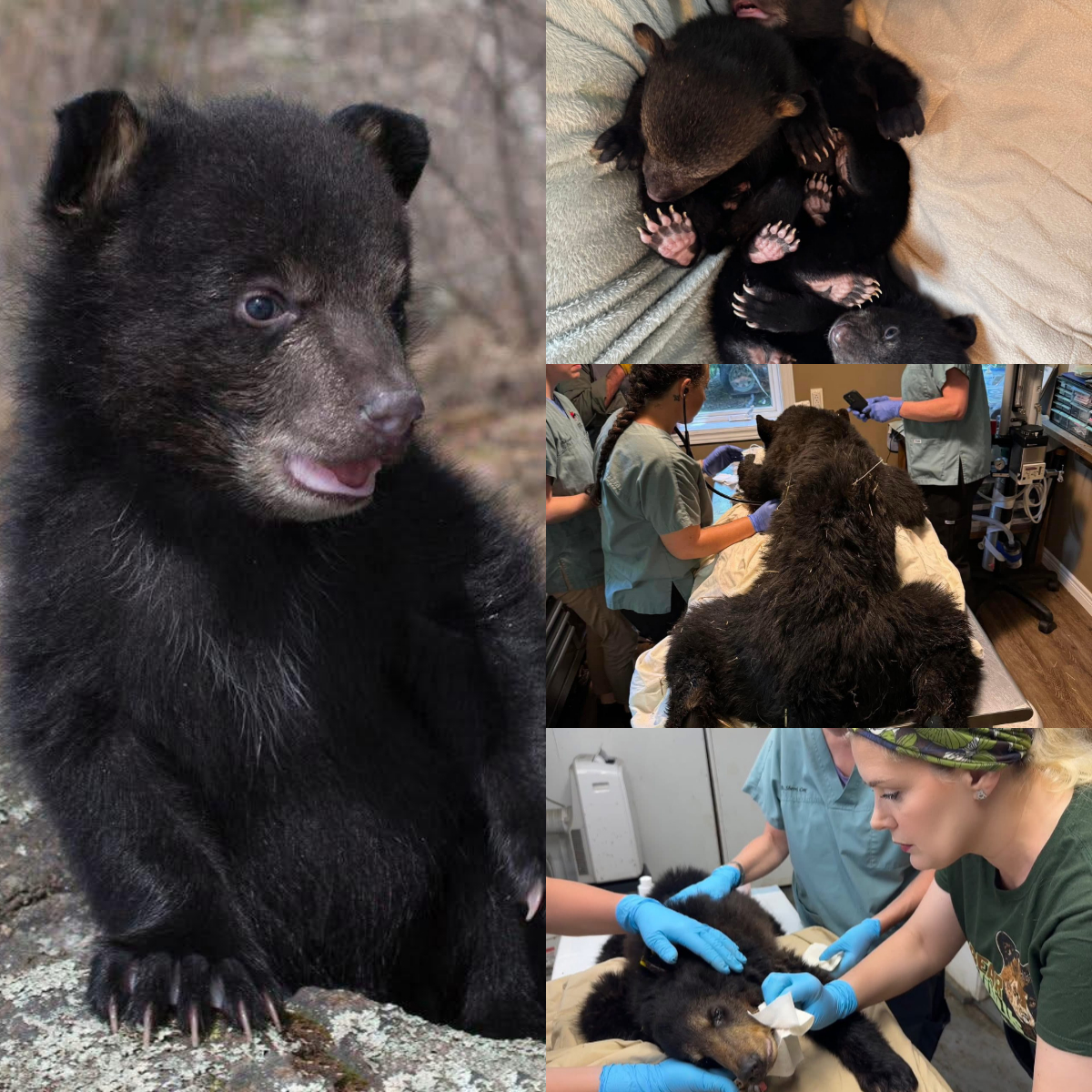 Heartwarming: Surgery Helps 18-Month-Old Bear and Its Journey to 5 Years Old