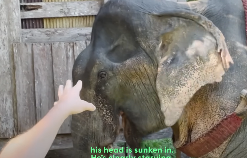 After 55 years in chains, the elephant took his first free steps—tears ...