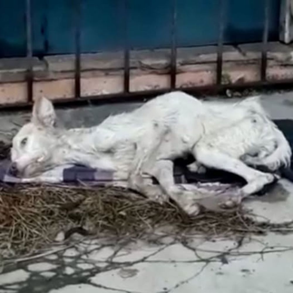 Temblando, débil en medio de la extrema soledad, una criatura casi se rinde ante el dolor desesperado… AL