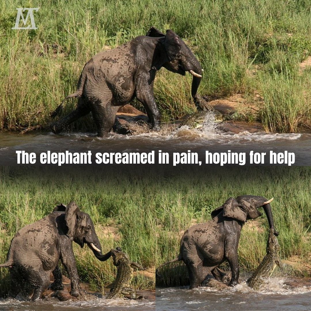 A Heart-Stopping Battle for Life: Giant Crocodile Clamps Onto Elephant’s Trunk — Rescue Team Dives Into Danger in a Race Against Death… na