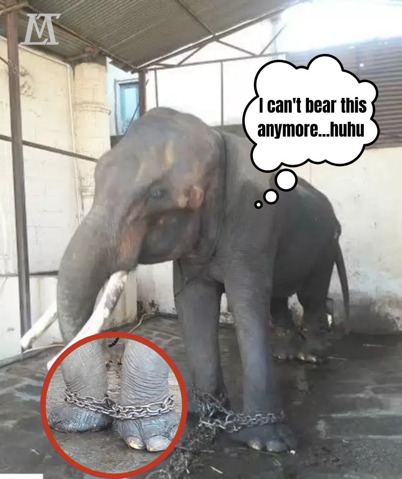 Brilliant Light After Forty-Five Years of Darkness: Elephant Suraj Escapes the Temple Chains, Now Only the “Sun Smile” Eternally Shines Upon His Handsome Face .HP