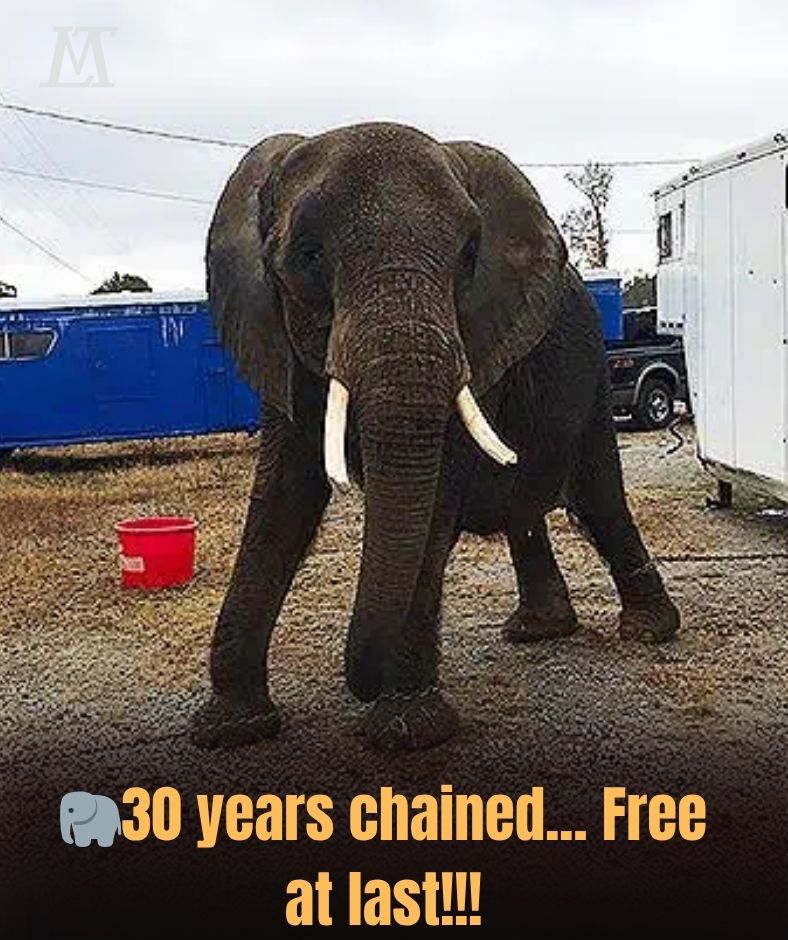 “I Wasted My Entire Youth”: Nosey’s Tragic Story: Captured at Two Years Old, She Lived a Life of Performance Without Ever Socializing with Other Elephants .HP