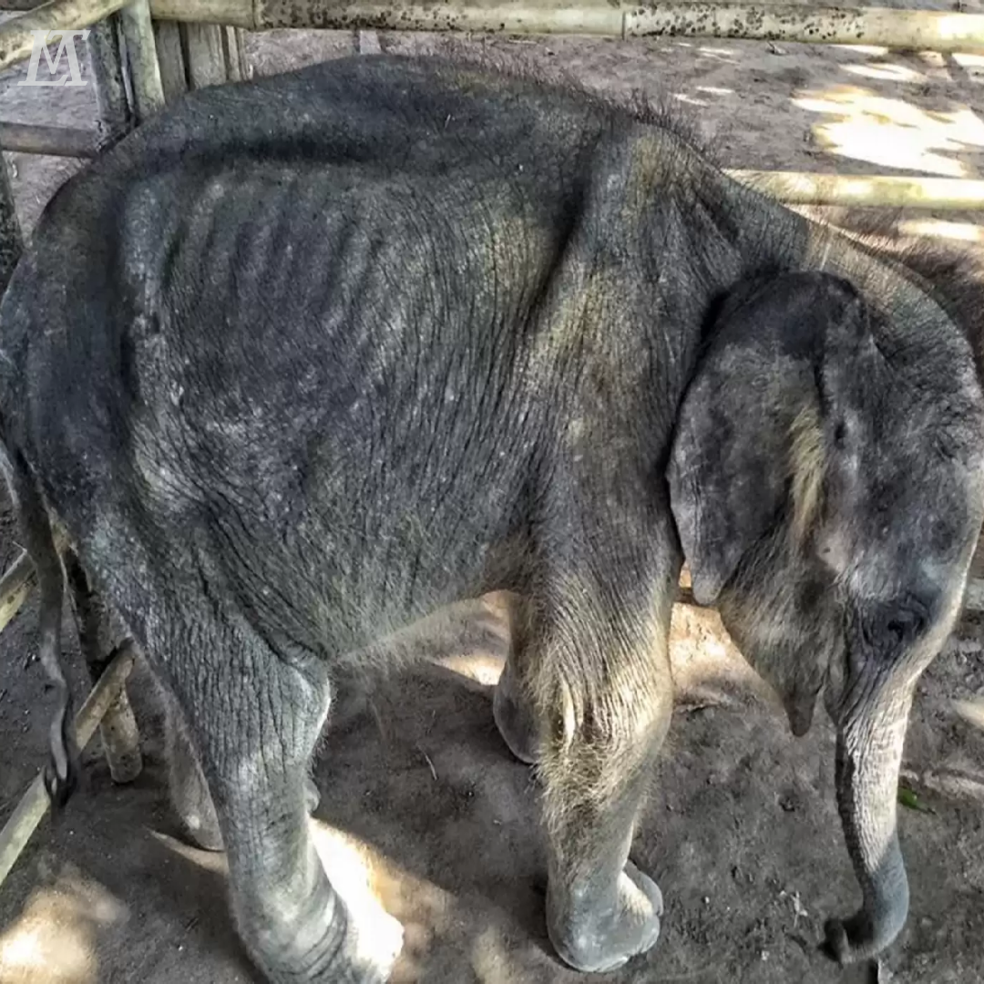 The poor orphaned baby elephant, just three months old, was so skinny ...