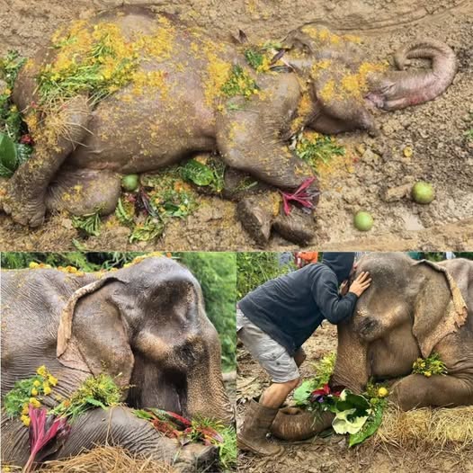 GOODBYE, MY BELOVED… FINALLY FREE – “I’ve waited my whole life to be loved…,”  .HP