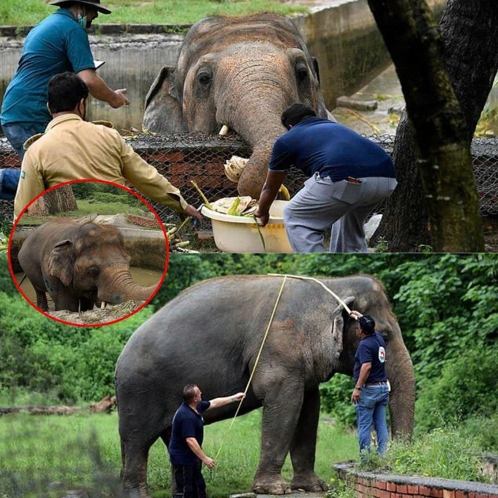 The pleading eyes behind cold bars tell the heartbreaking story of a suffering elephant, longing only to roam freely… vvp