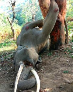 Under the scorching sun of the Zimbabwe grasslands, the young male elephant, exhausted from hunger, rushed to the base of a baobab tree full of ripe fruit. One misstep, and his giant foot got stuck in a dry crack. Gc 313 240x300